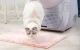 Catlink Scooper Young pašattīrošā kaķu tualete, pelēka