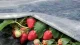 Agroplēve ORTOCLIMA PLUS 30 g/m², 2,40 x 10 m, balta