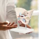 Sievietes iegurņa anatomiskais modelis 4FIZJO ar muskuļiem un orgāniem 1:1