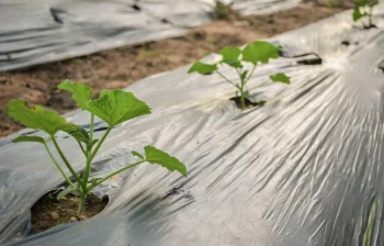 Mulčēšanas plēve gurķiem ar atverēm 1 × 10 m, melna