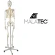 Cilvēka skeleta anatomiskais modelis 170 cm, uz statīva | Anatomical model of the human skeleton