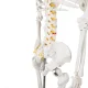 Cilvēka skeleta anatomiskais modelis 170 cm, uz statīva | Anatomical model of the human skeleton