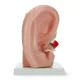 Auss šķērsgriezuma anatomiskais modelis 4FIZJO 3:1 mērogā