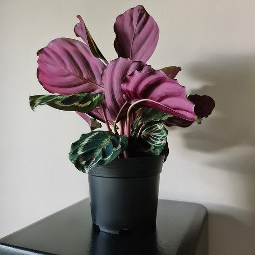 Plastmasas stādu podiņi 2 l, Ø 16 cm, melni, 500 gab. komplekts