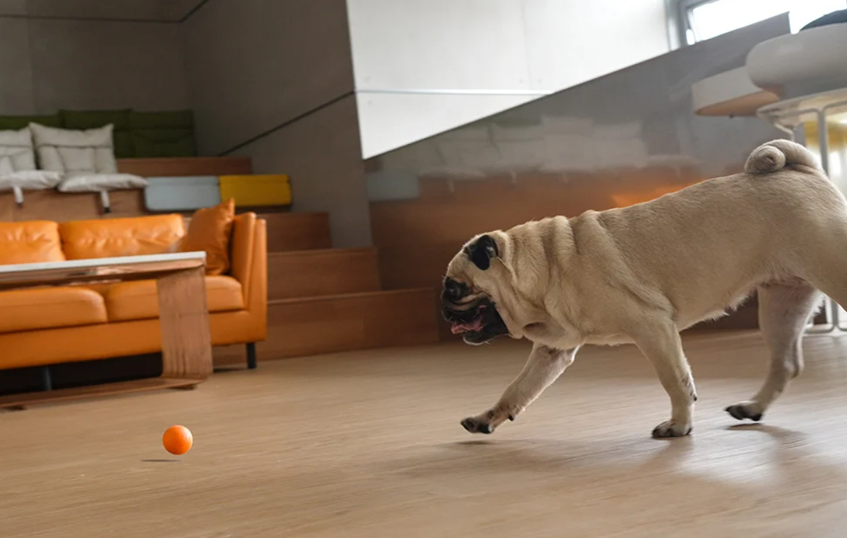 Cheerble Ball Gudrā Bumba Ripulis Spēļmanta Mājdzivniekiem Sunim Kaķim, Oranžs | Smart Sensor Play Ball Toy with...
