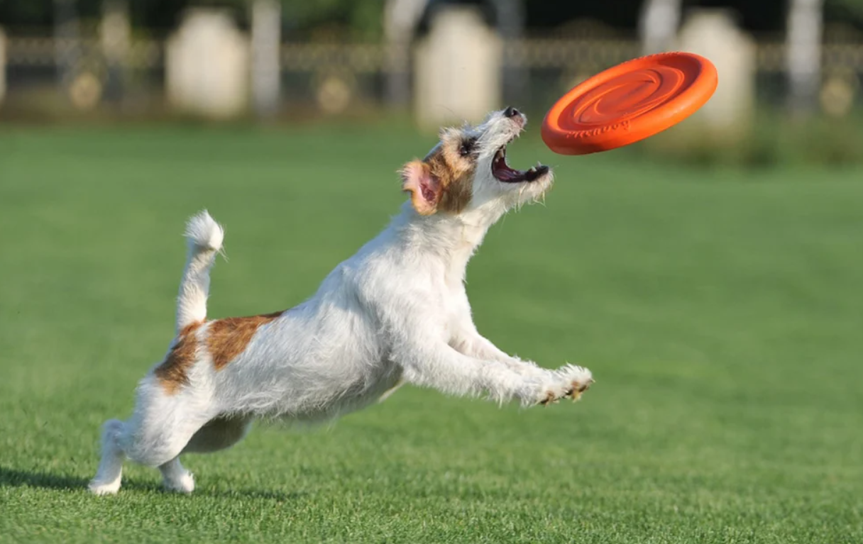 Frisbijs Disks Waudog 24 cm, oranžs | Frisbee Disc